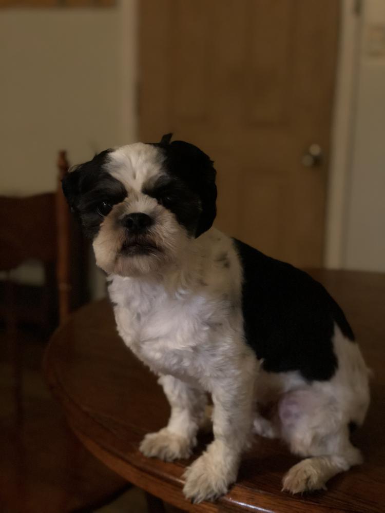 Image of Liam, Lost Dog