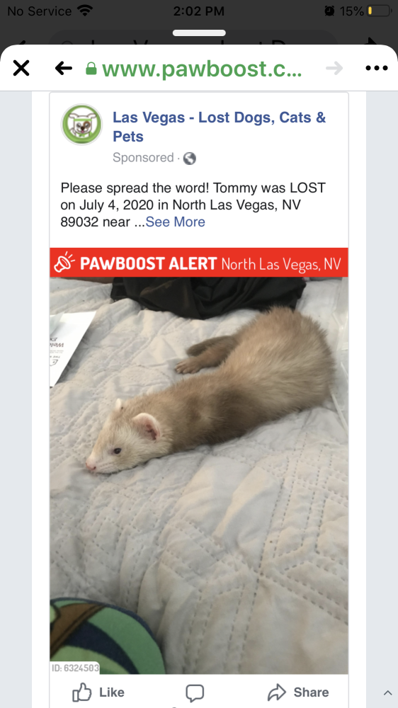 Image of Tommy, Lost Ferret