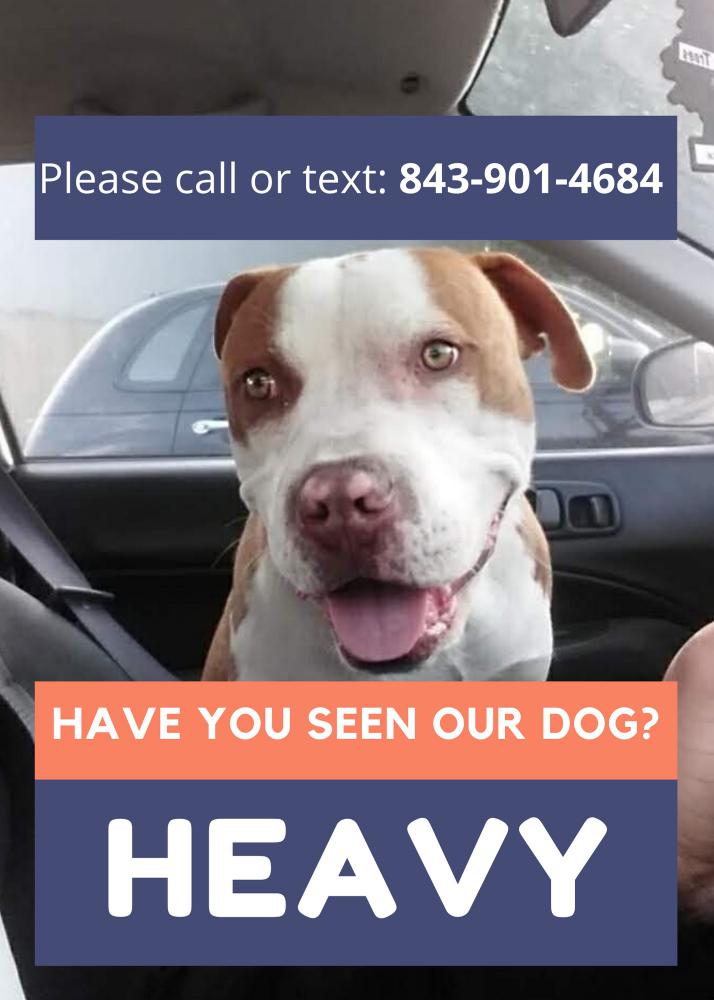 Image of Heavy, Lost Dog