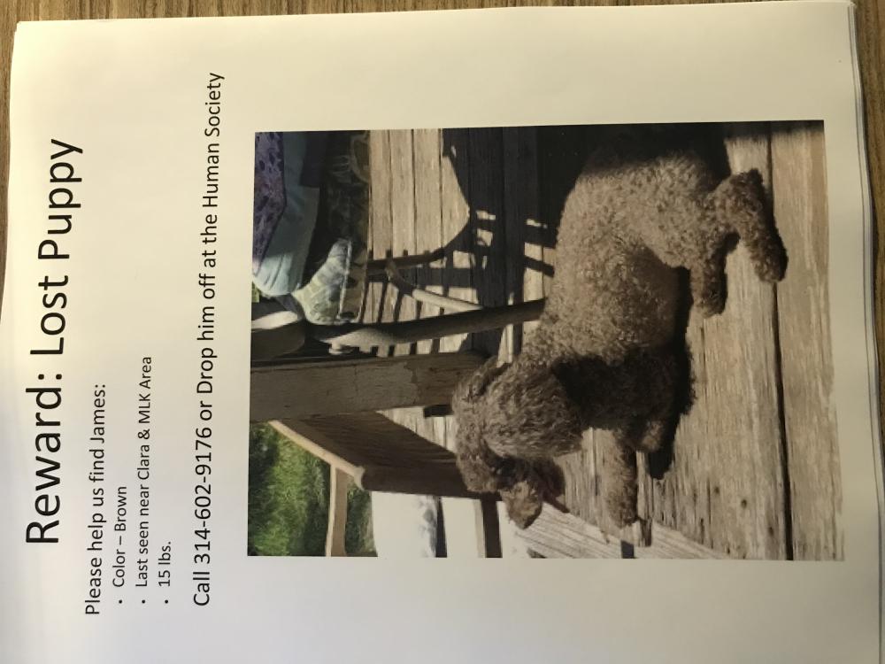 Image of James, Lost Dog