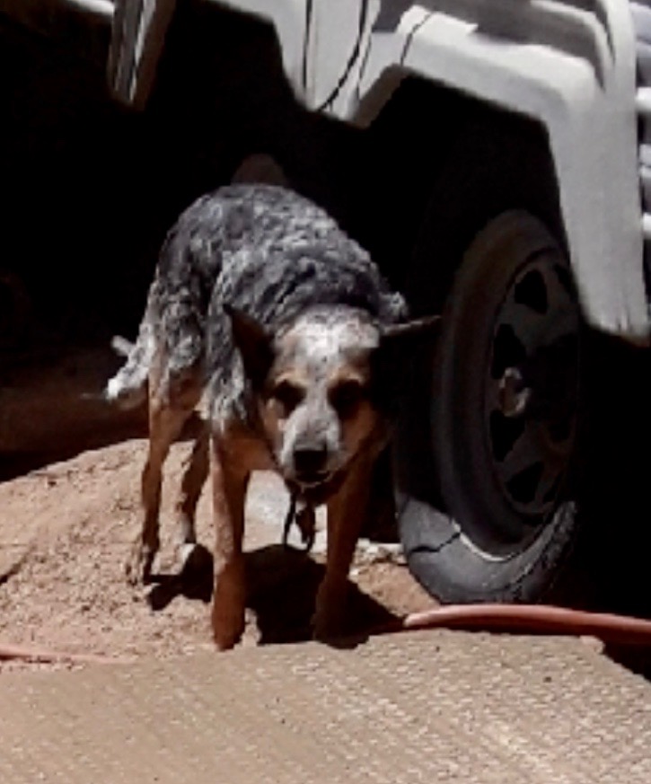Image of Jemma, Lost Dog