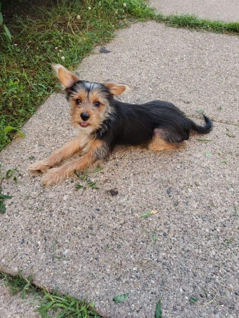Image of Groot, Lost Dog