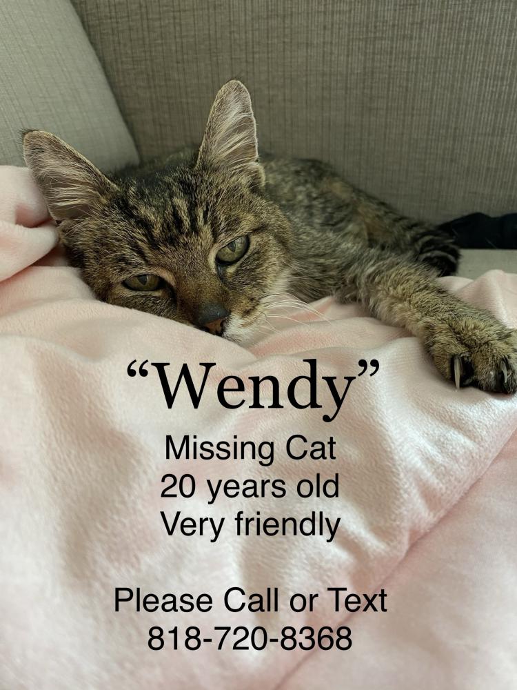 Image of Wendy, Lost Cat