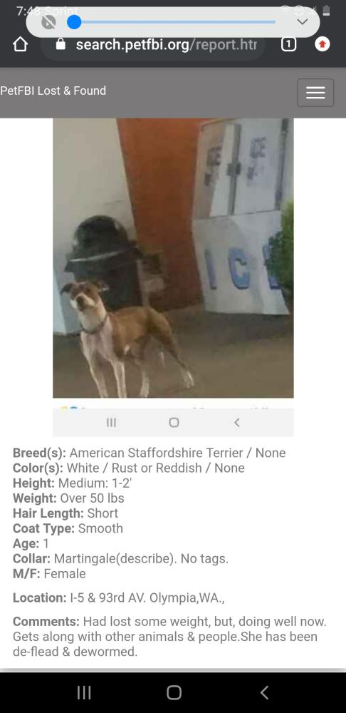 Image of We call her, Found Dog