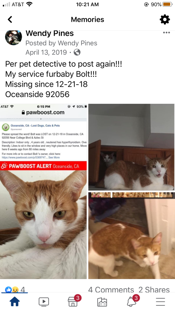 Image of Bolt, Lost Cat
