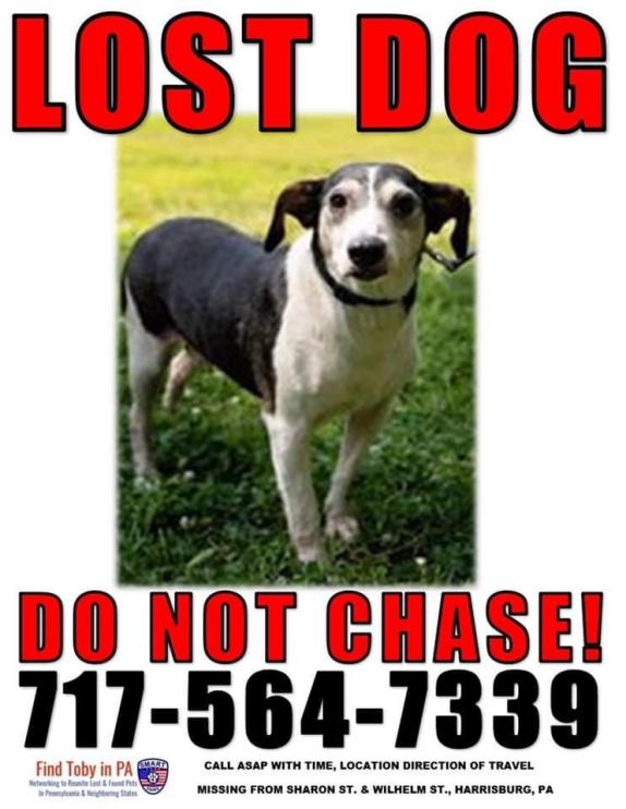 Image of Betsy, Lost Dog
