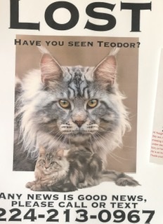 Image of Teodor, Lost Cat