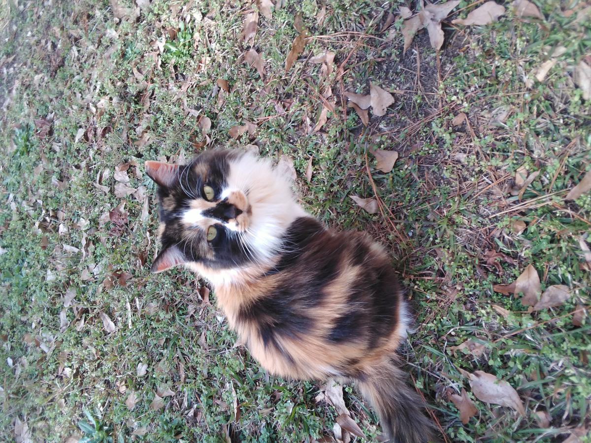 Image of Nani, Lost Cat