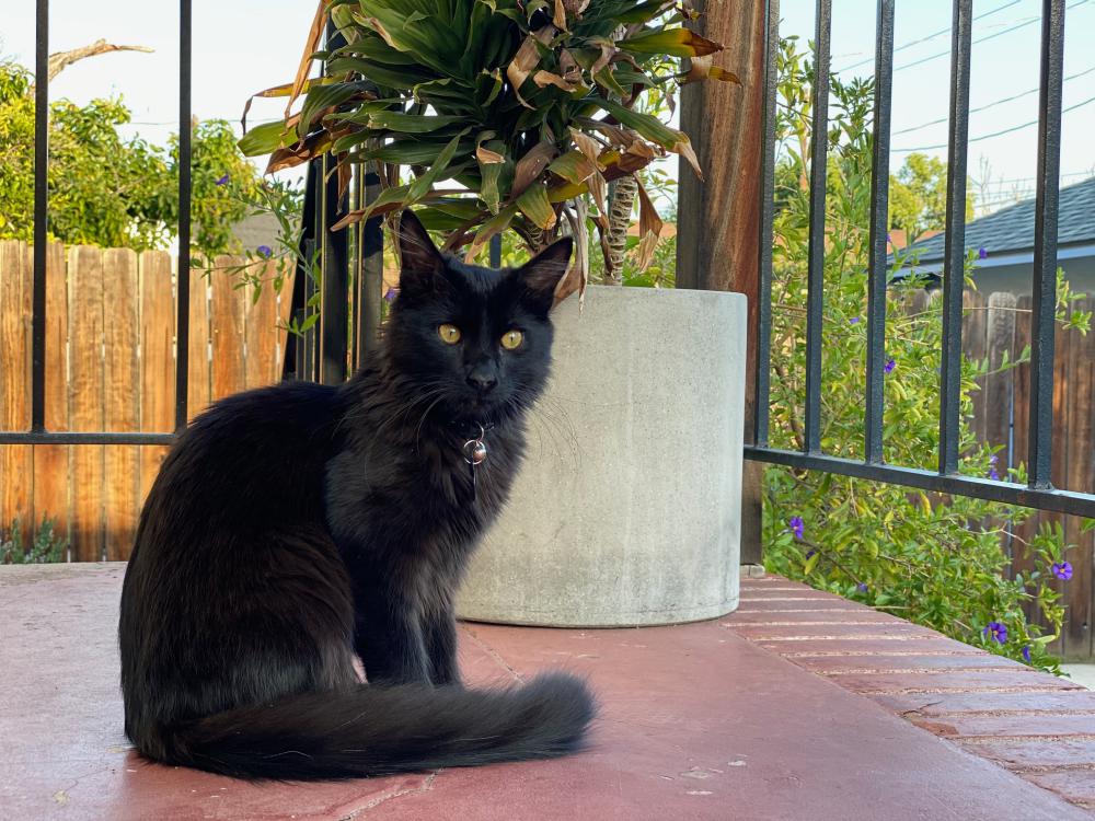 Image of Pablo, Lost Cat