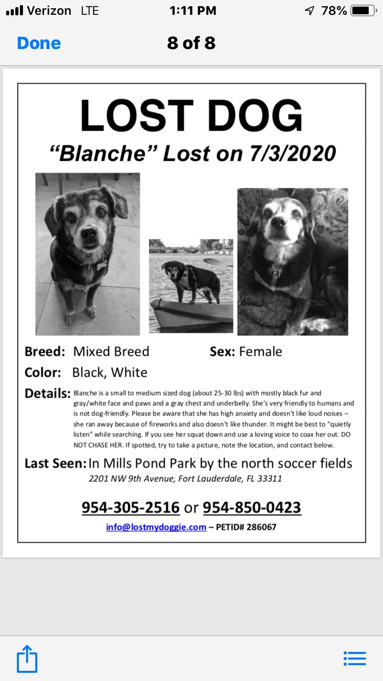 Image of Blanche, Lost Dog