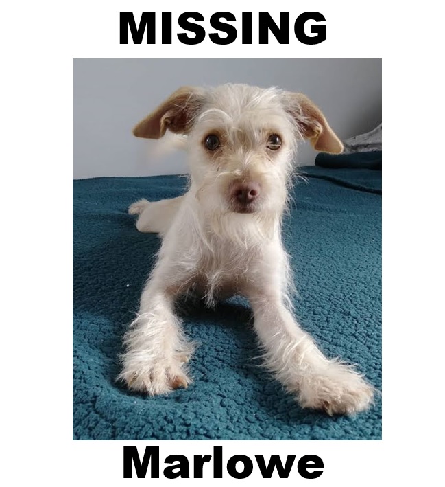 Image of MARLOWE, Lost Dog