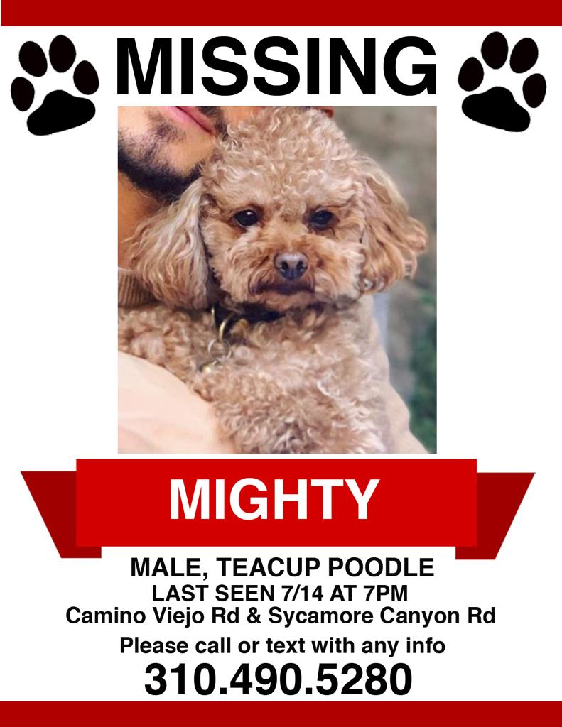 Image of Mighty, Lost Dog