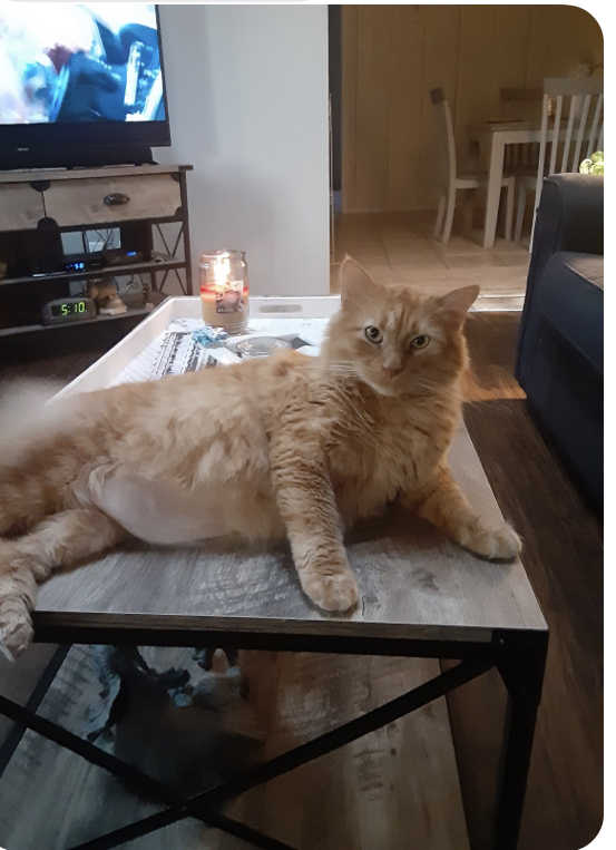 Image of Chunk (big orange), Lost Cat
