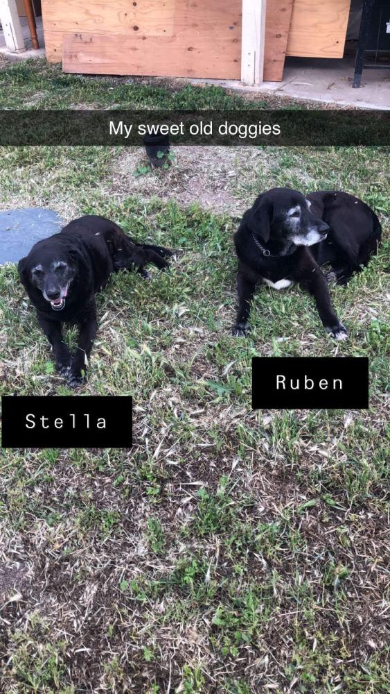 Image of Stella n Ruben, Lost Dog