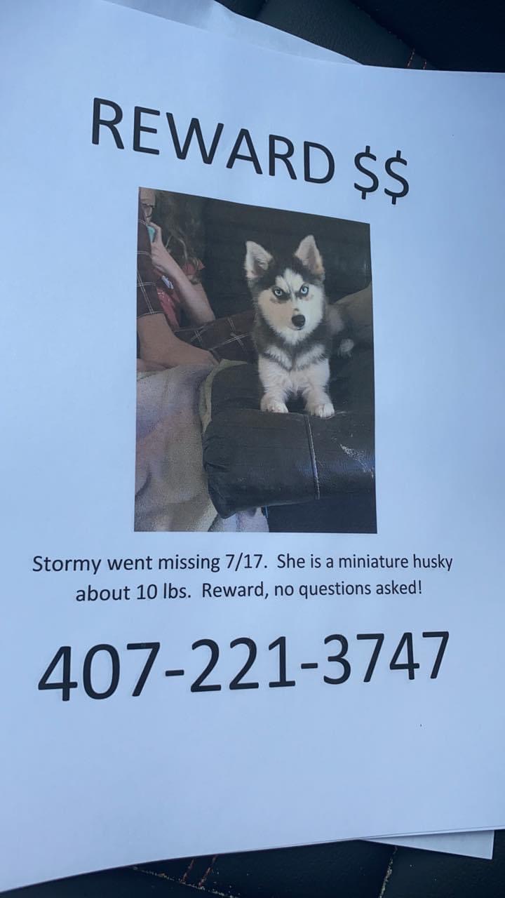 Image of Stormy, Lost Dog