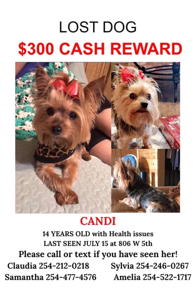 Image of Candi, Lost Dog