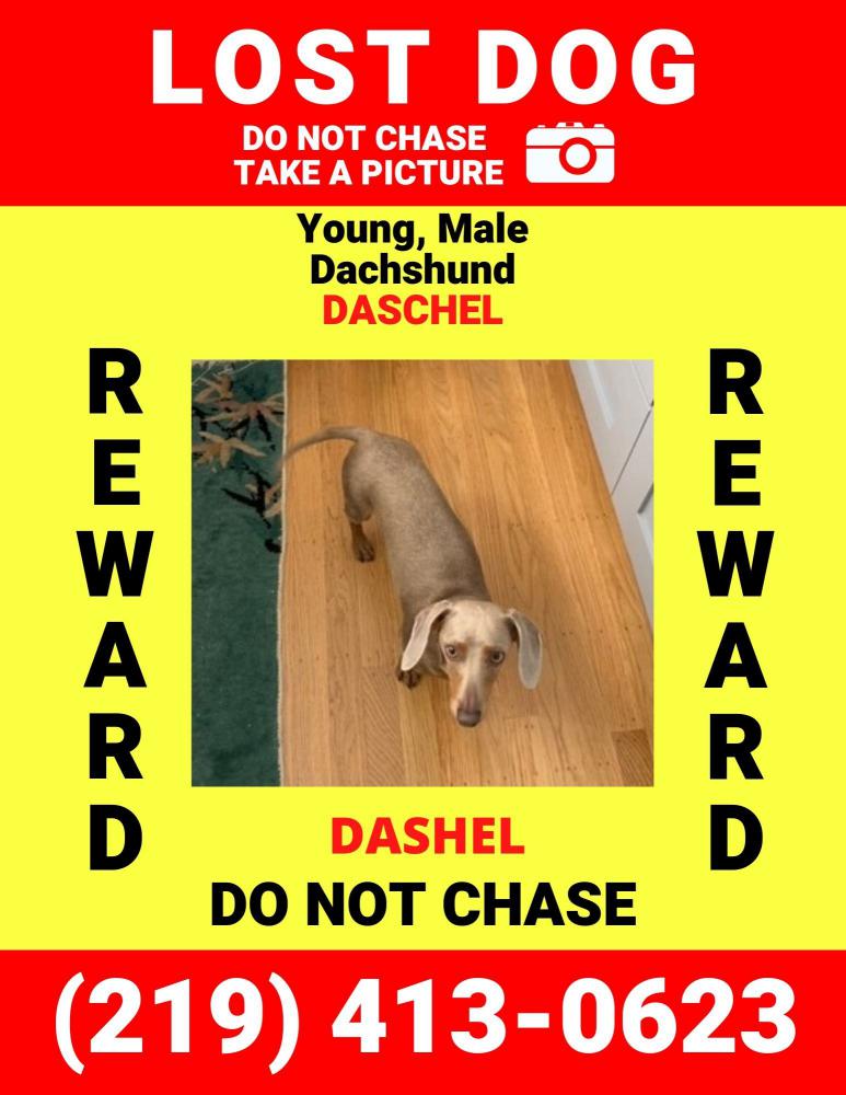 Image of Dashel, Lost Dog