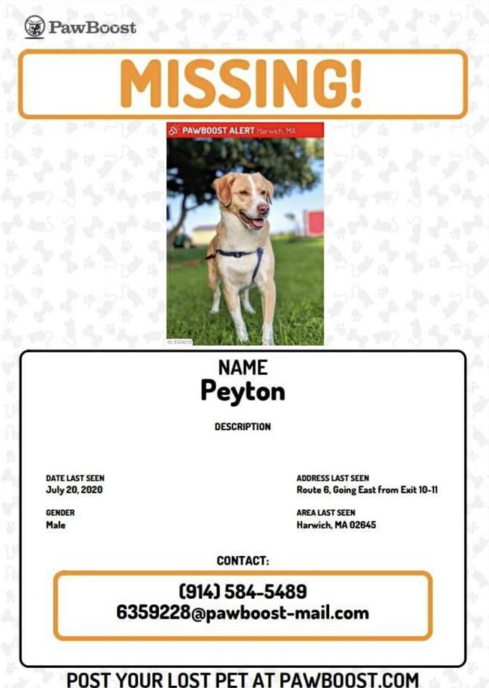 Image of peyton, Lost Dog