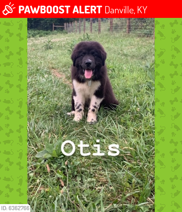 Image of Otis Tucker, Lost Dog