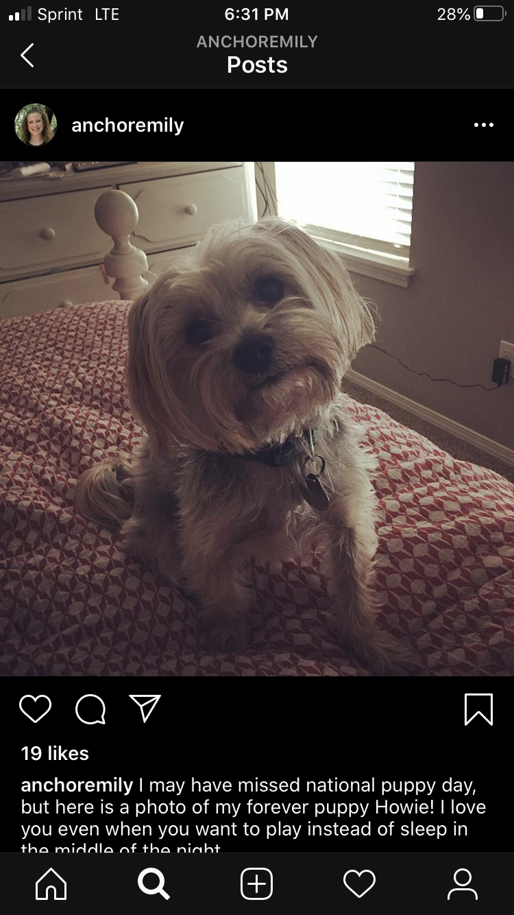 Image of Howie, Lost Dog