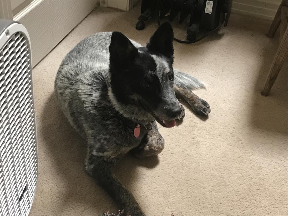 Image of Rosie, Lost Dog