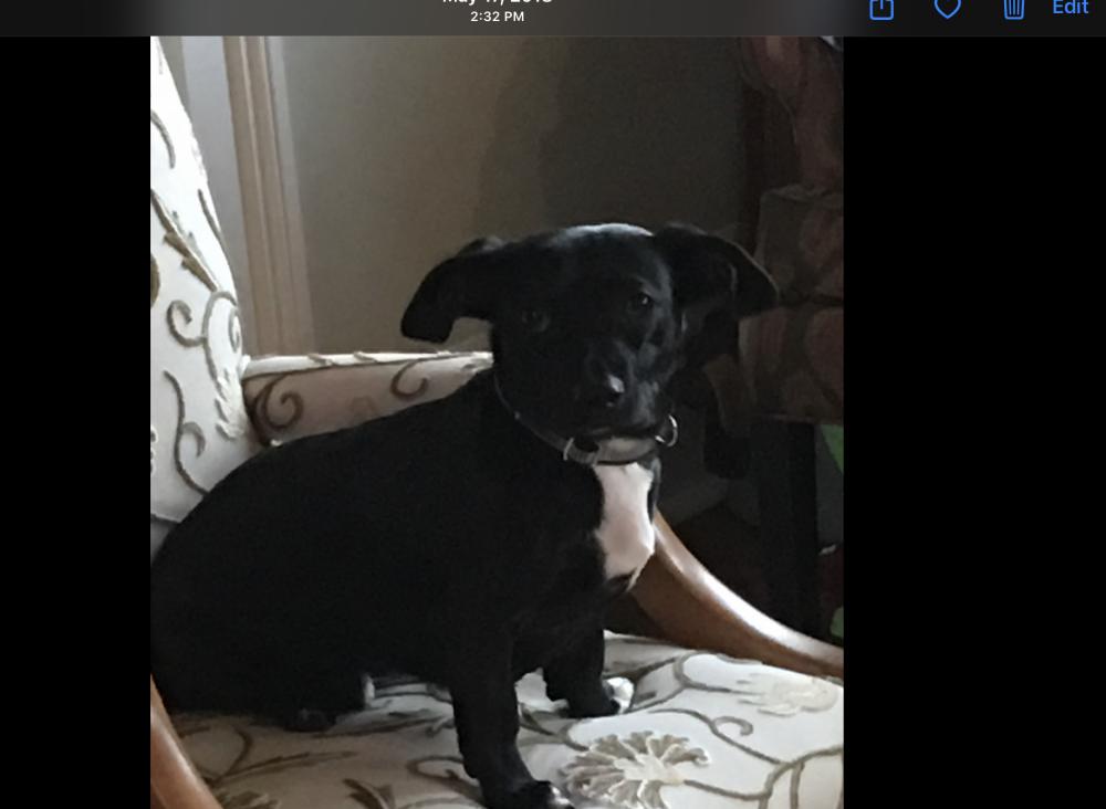 Image of PoBoy, Lost Dog