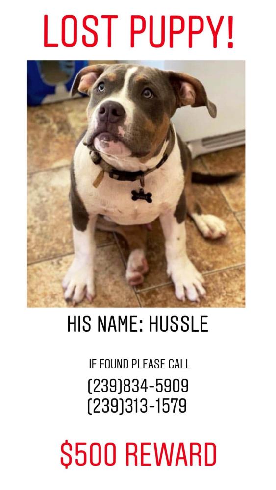 Image of hussle, Lost Dog