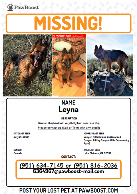 Image of LEYNA, Lost Dog