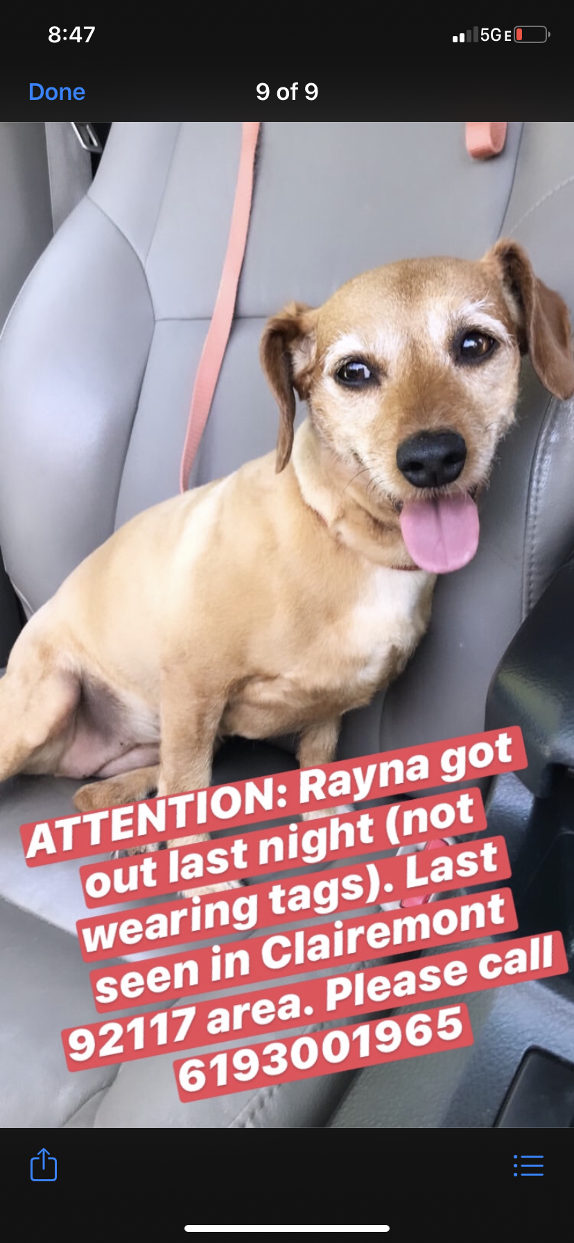 Image of Rayna, Lost Dog