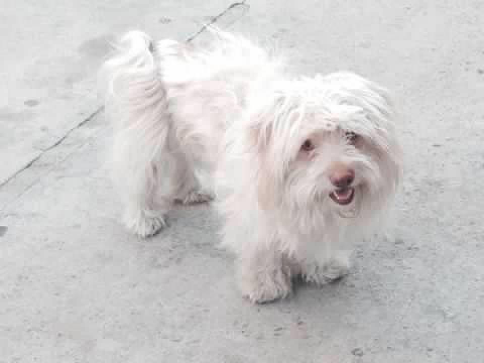 Image of Chito, Lost Dog