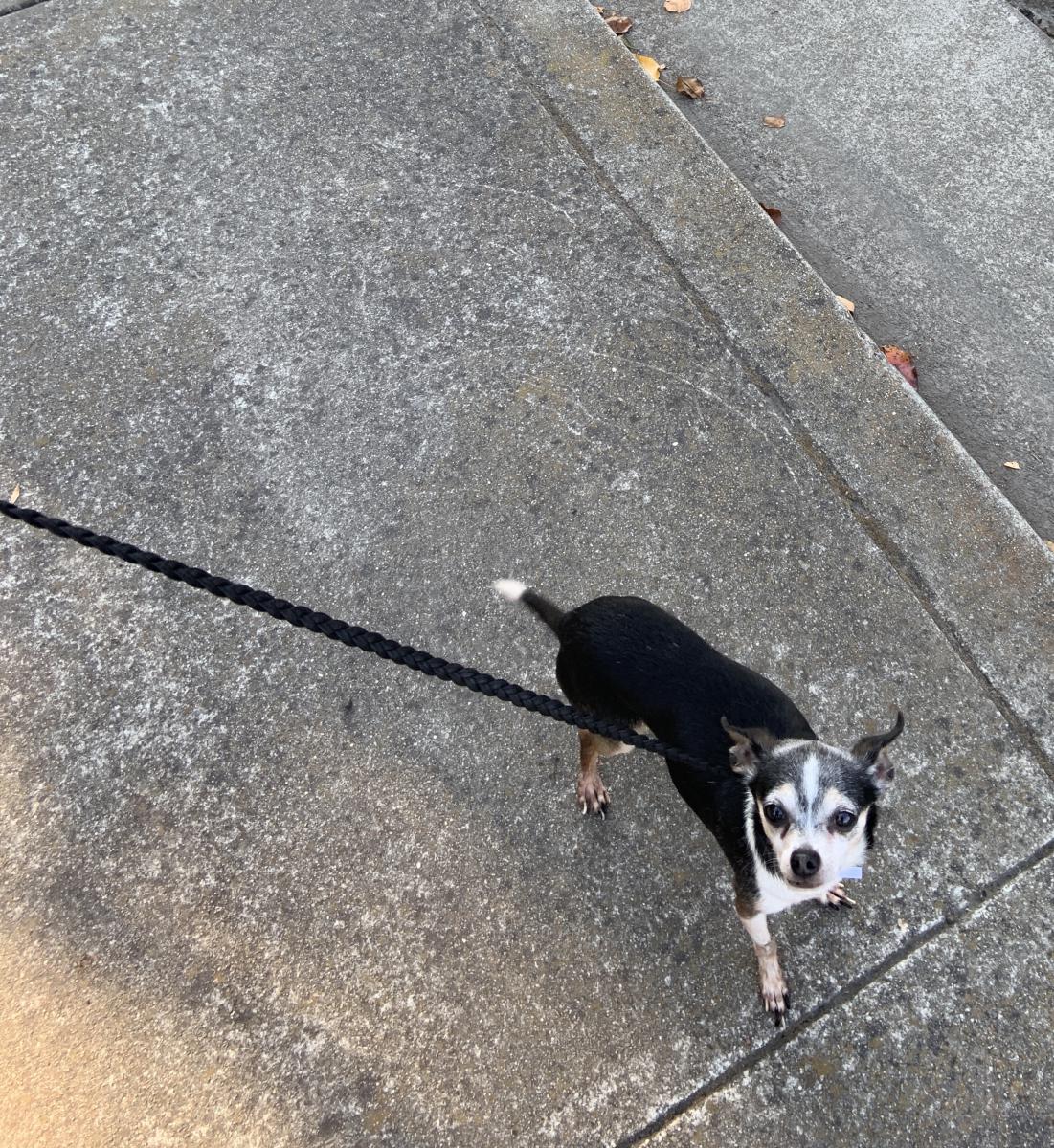 Image of Fredo, Lost Dog
