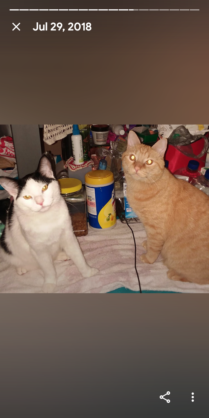 Image of Kringle and Brandy, Lost Cat