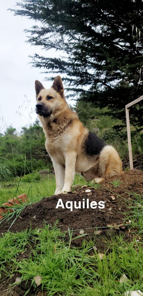 Image of aquiles, Lost Dog