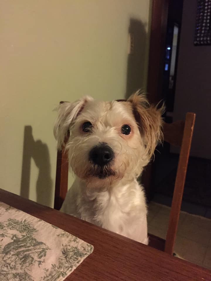 Image of Fitz, Lost Dog