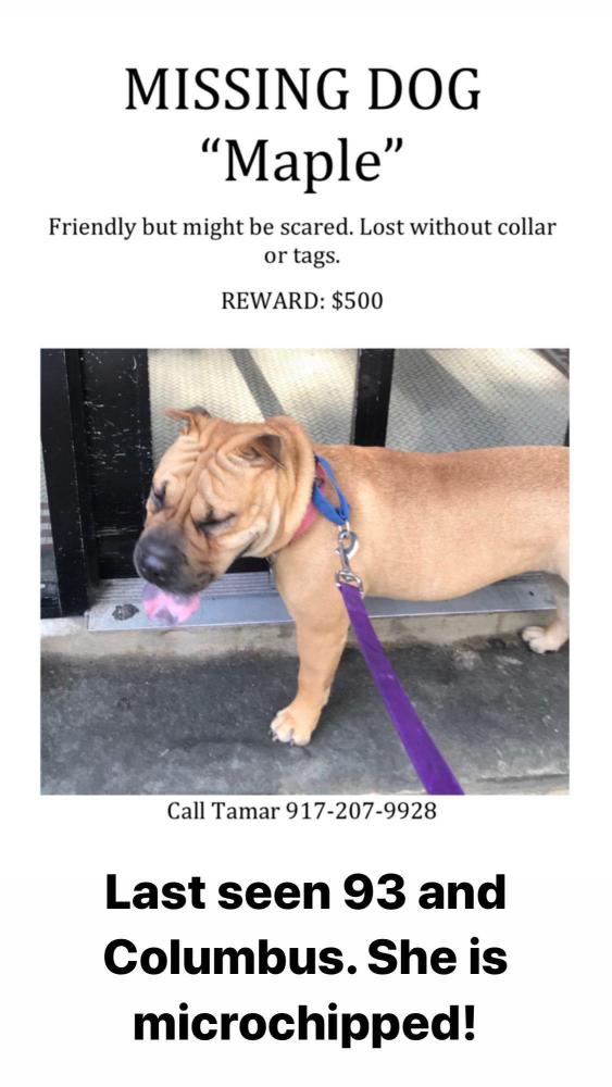 Image of Maple, Lost Dog