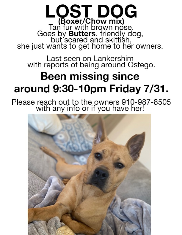 Image of Butters, Lost Dog