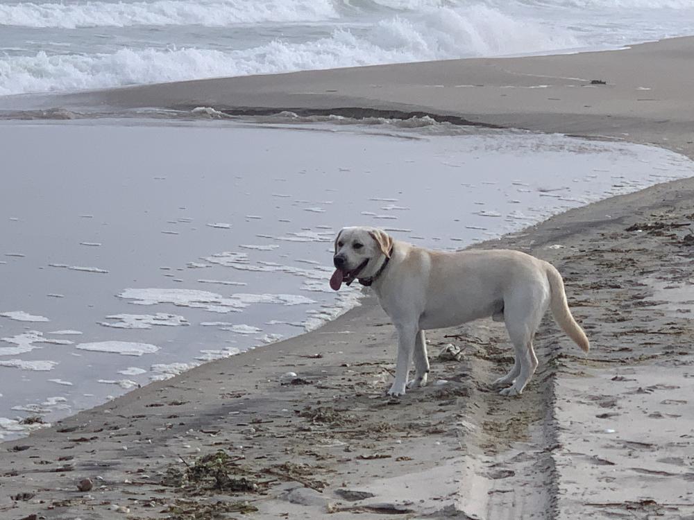 Image of Surf, Lost Dog
