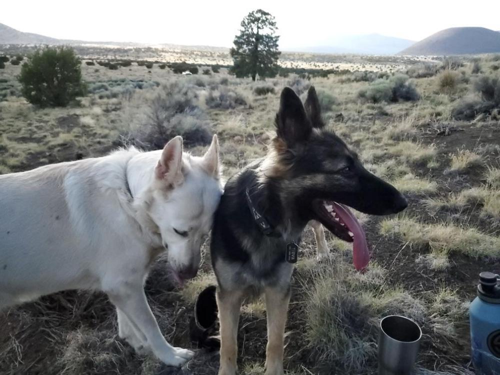 Image of Teva and Indo, Lost Dog
