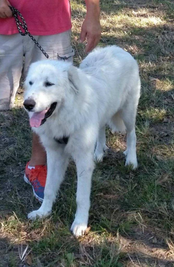 Image of Spark, Lost Dog