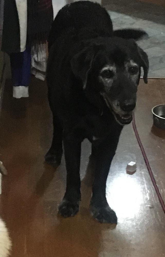 Image of Chubby, Lost Dog