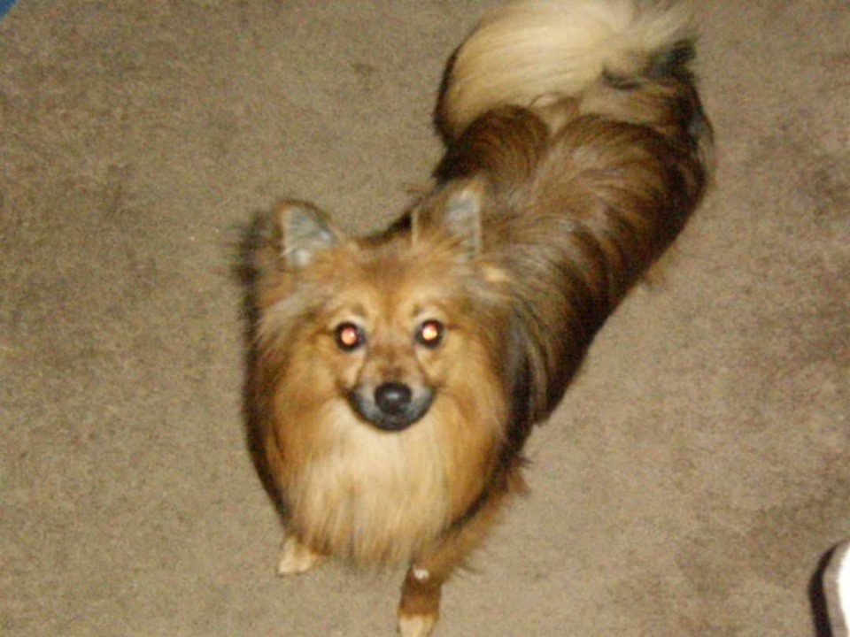 Image of SNICKERS, Lost Dog