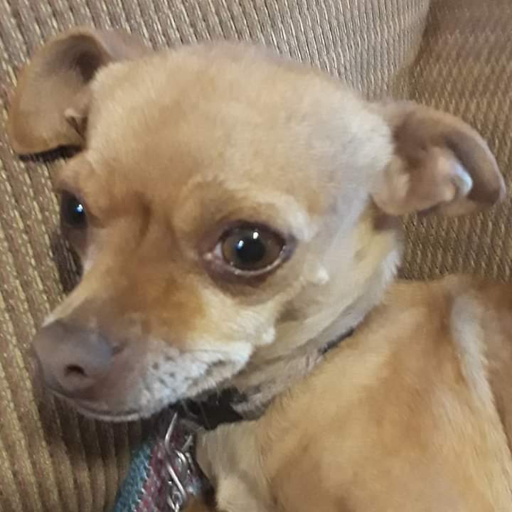 Image of Doxie, Lost Dog