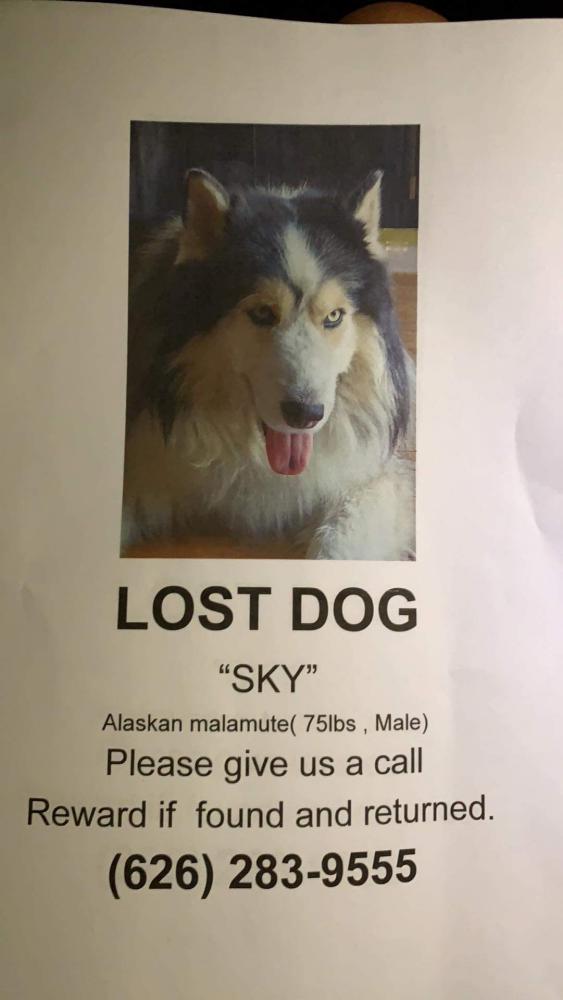 Image of sky, Lost Dog