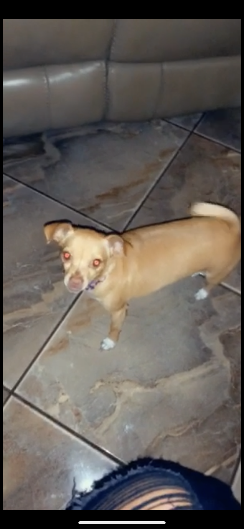 Image of Nina, Lost Dog