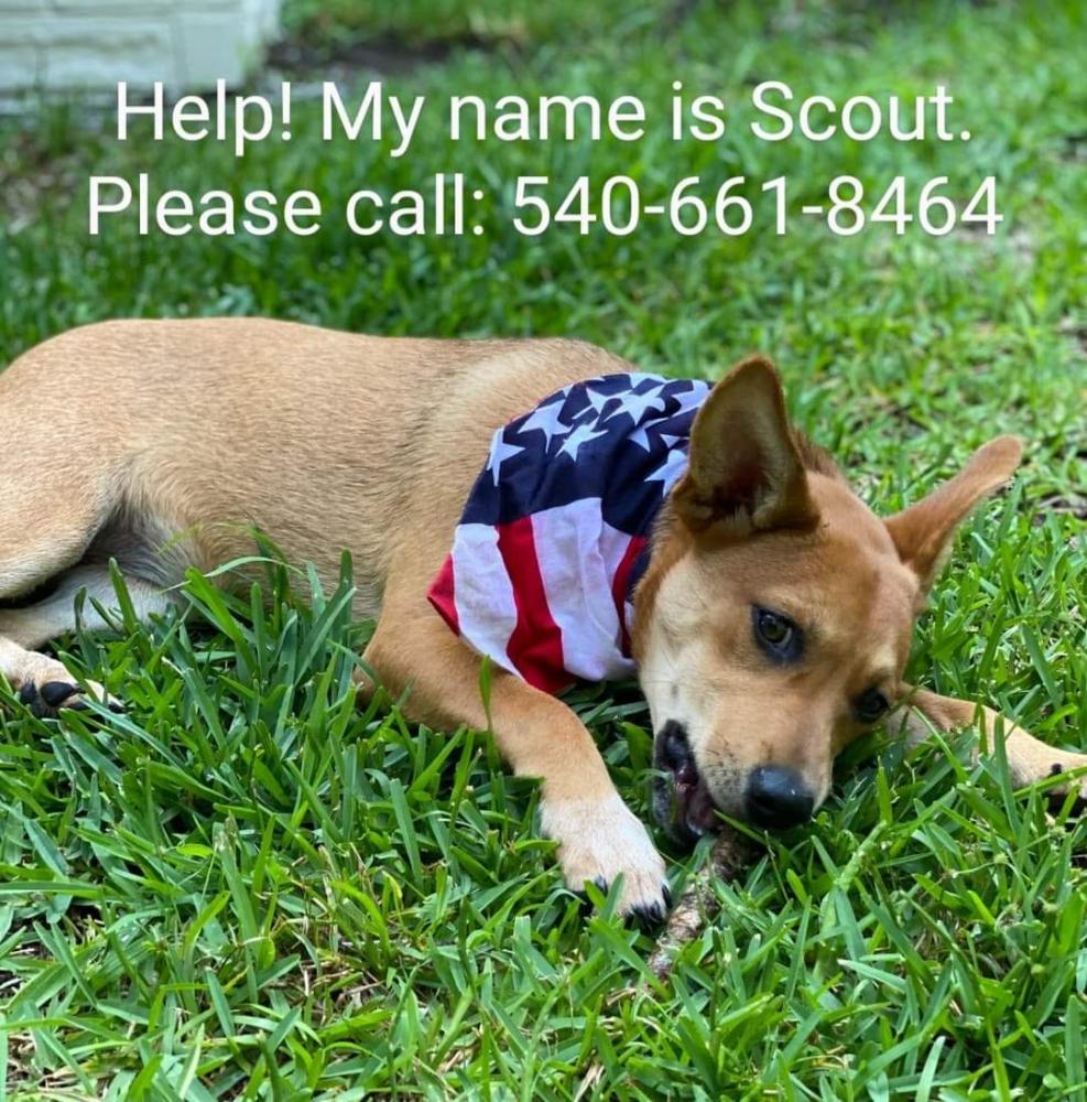 Image of Scout, Lost Dog