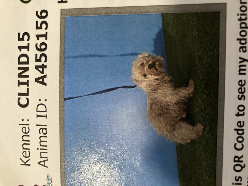 Image of Wilson, Lost Dog