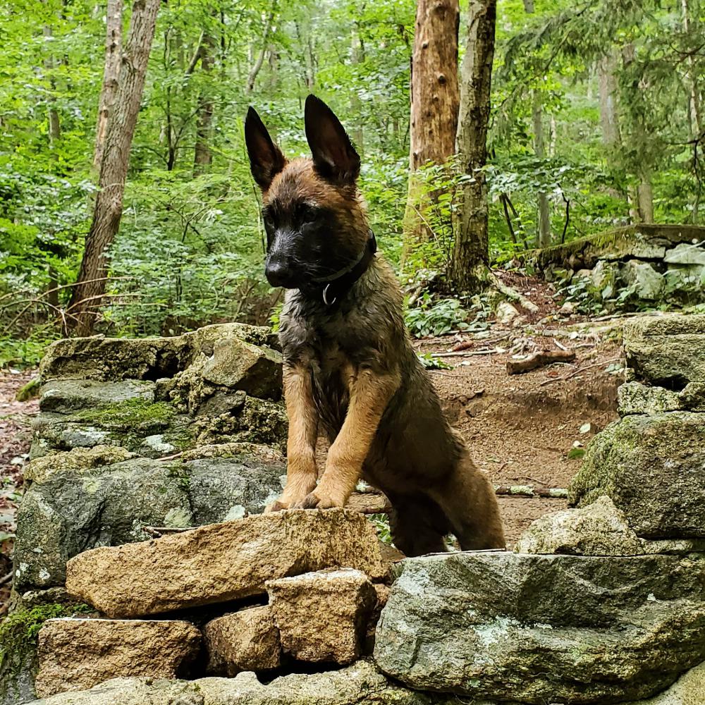 Image of Apollo, Lost Dog