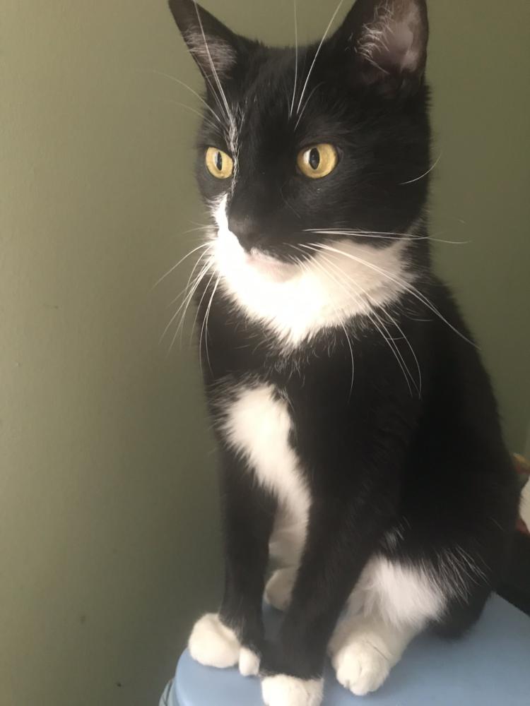 Image of Lester, Lost Cat