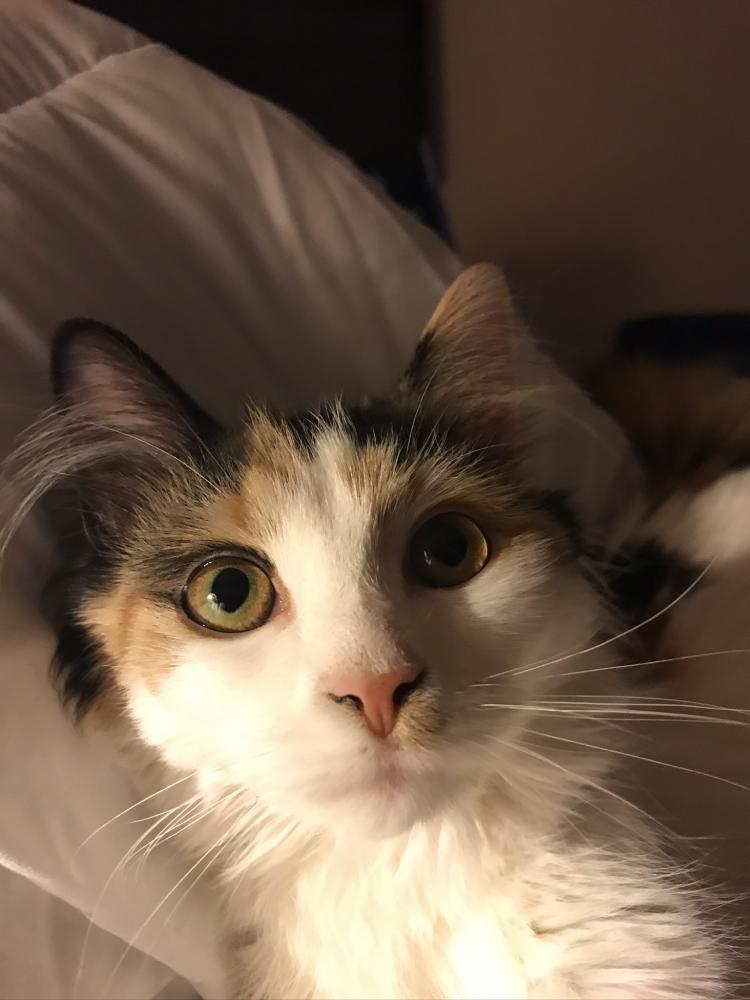 Image of Miss kitty, Lost Cat