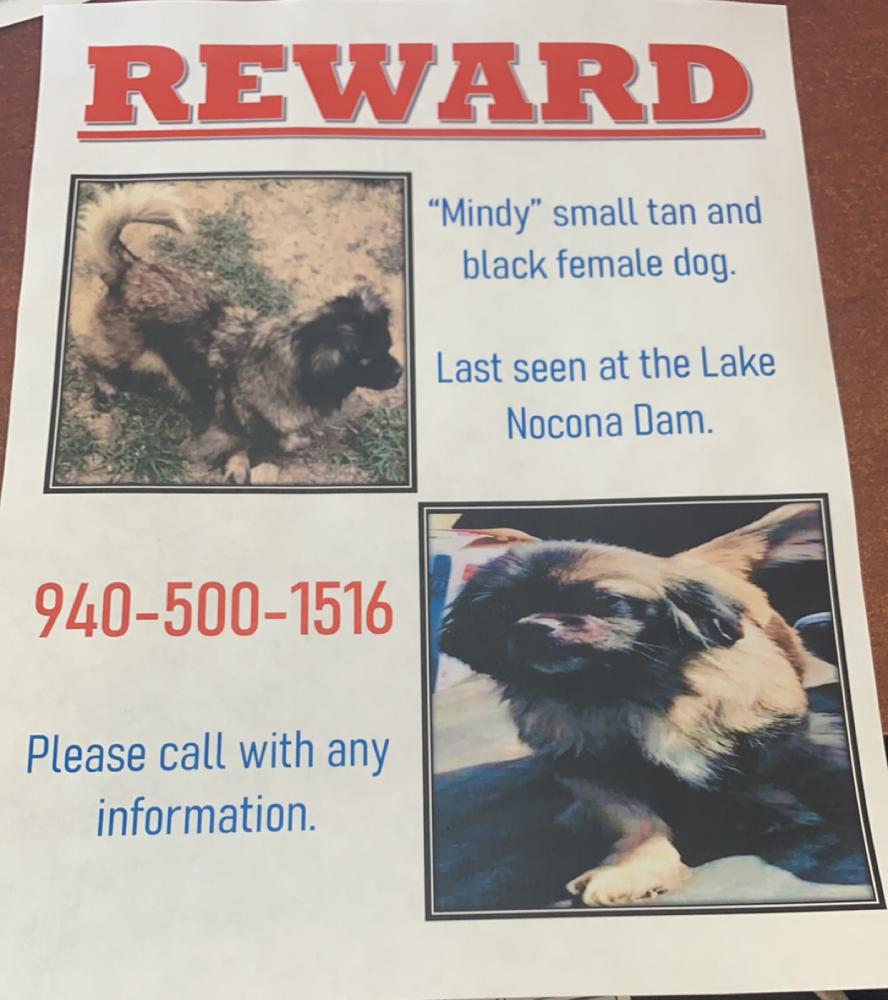 Image of Mindy, Lost Dog